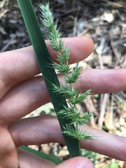 Echinopogon caespitosus