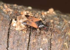 Anthocoris nemoralis