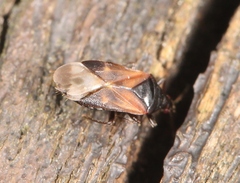 Anthocoris nemoralis