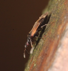 Anthocoris nemoralis
