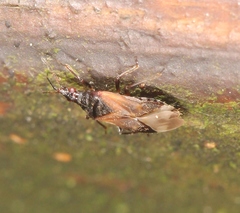 Anthocoris nemoralis