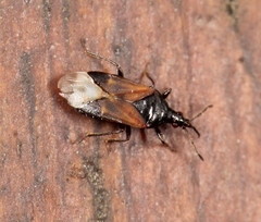 Anthocoris nemoralis