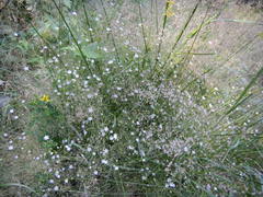 Gypsophila paniculata