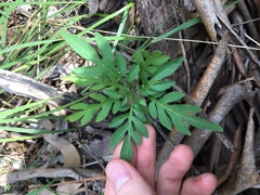 Solanum seaforthianum