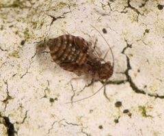 Ectopsocus petersi