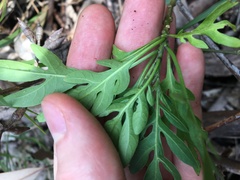 Solanum seaforthianum