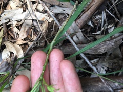 Solanum seaforthianum