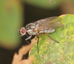 Hylemya vagans