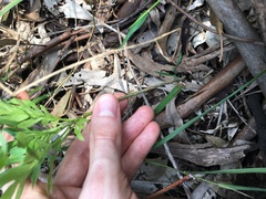 Solanum seaforthianum