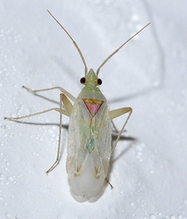 Megalocoleus delicatus