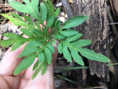 Solanum seaforthianum