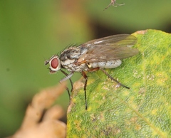 Hylemya vagans
