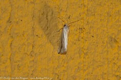 Argyrophora variabilis