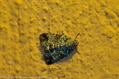 Blenina squamifera