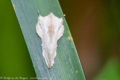 Naroma varipes