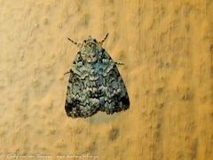 Blenina squamifera
