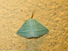 Syndromodes cellulata