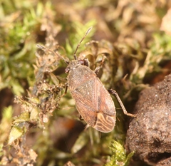 Stygnocoris fuligineus