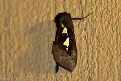 Antiophlebia bracteata