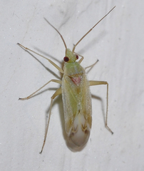 Megalocoleus delicatus