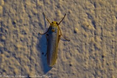 Birketsmithiola sanguicosta