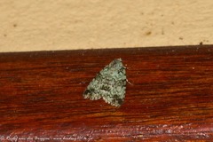 Blenina squamifera