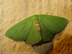 Allochrostes impunctata