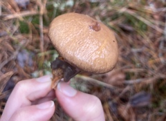 Suillus salmonicolor