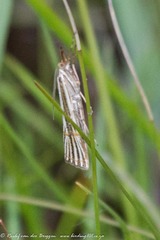 Aurotalis nigrisquamalis