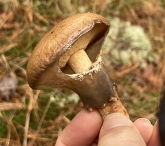 Suillus salmonicolor