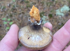 Suillus salmonicolor