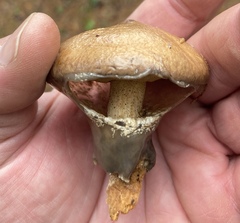 Suillus salmonicolor
