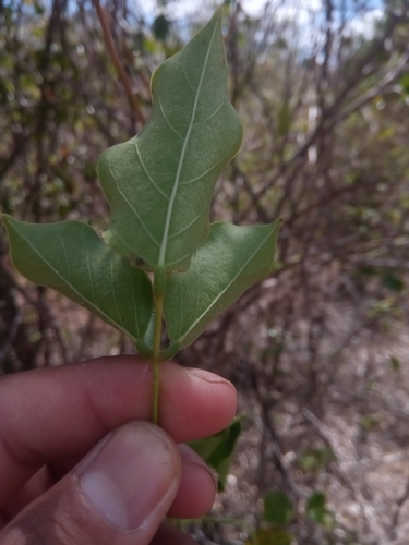 Canavalia madagascariensis image