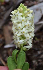 Stackhousia spathulata