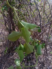 Canavalia madagascariensis image