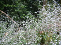 Gypsophila paniculata