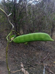 Canavalia madagascariensis image