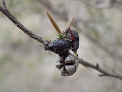 Catasarcus transversalis
