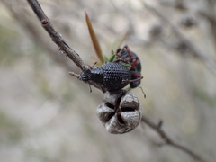 Catasarcus transversalis