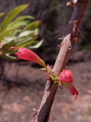 Woodfordia fruticosa