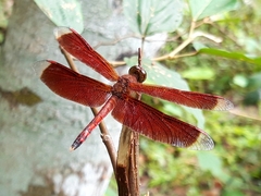 Neurothemis terminata