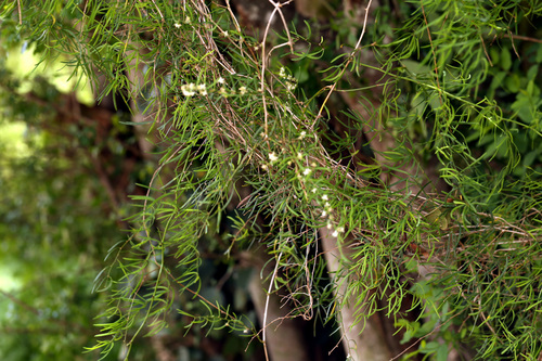 Image of Asparagus natalensis by (c) Wynand Uys, some rights reserved (CC BY)