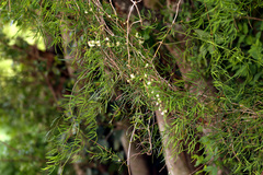 Asparagus natalensis