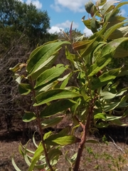 Woodfordia fruticosa