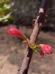 Woodfordia fruticosa