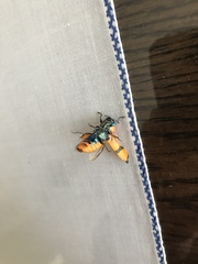 Temognatha flavicollis