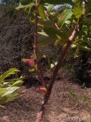 Woodfordia fruticosa