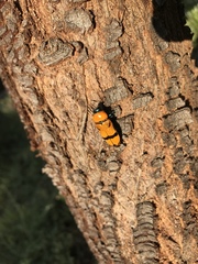 Temognatha flavicollis