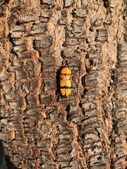 Temognatha flavicollis