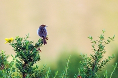 Cisticola lais